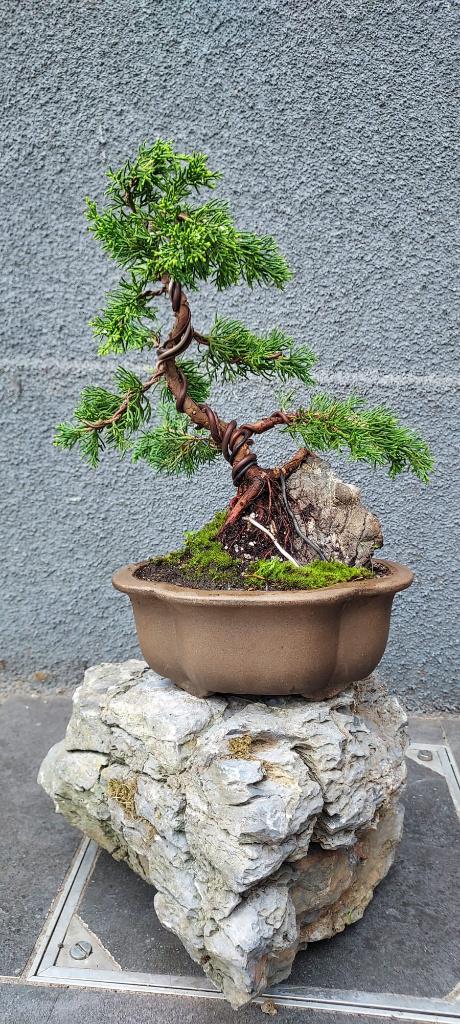 Chinese jeneverbes bonsai shohin, Tuin en Terras, Planten | Bomen, Verzenden