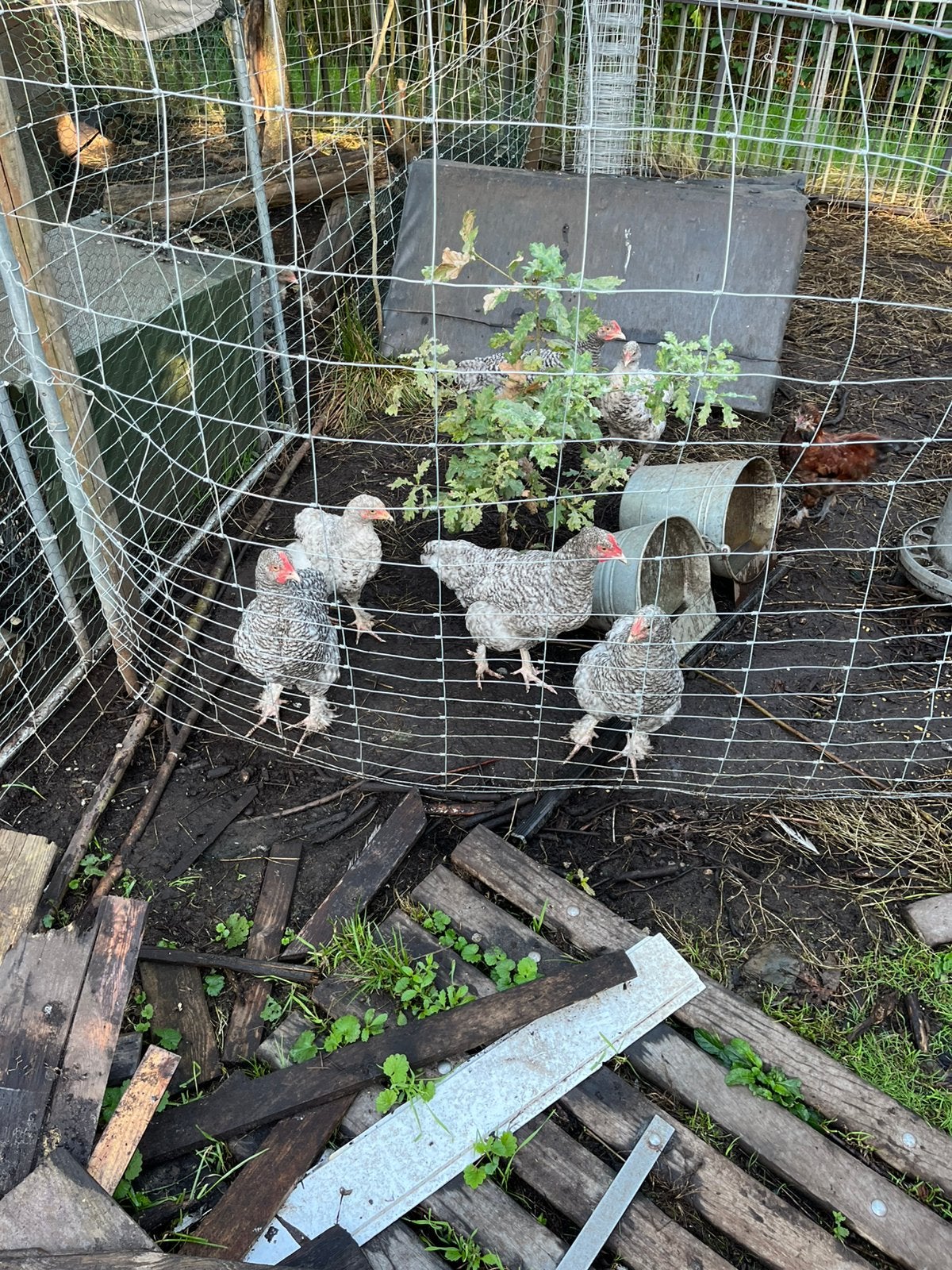 Mechelse koekoek hanen, Dieren en Toebehoren