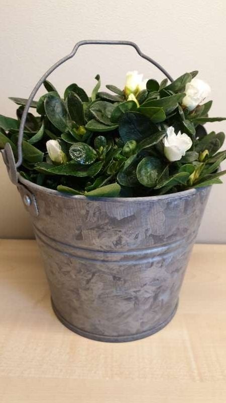 Ijzeren bloempot, hoogte 14,5cm, binnen diam 15,5cm perfekt, Ophalen, Binnen