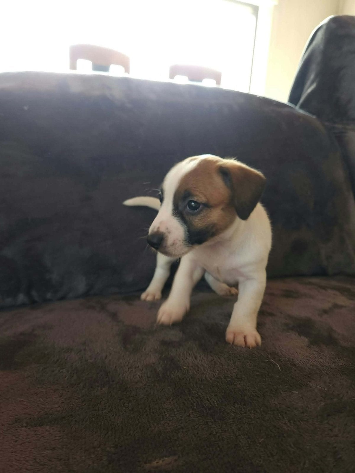 Jack russel, België, Particulier, Jack Russell Terriër, 8 tot 15 weken