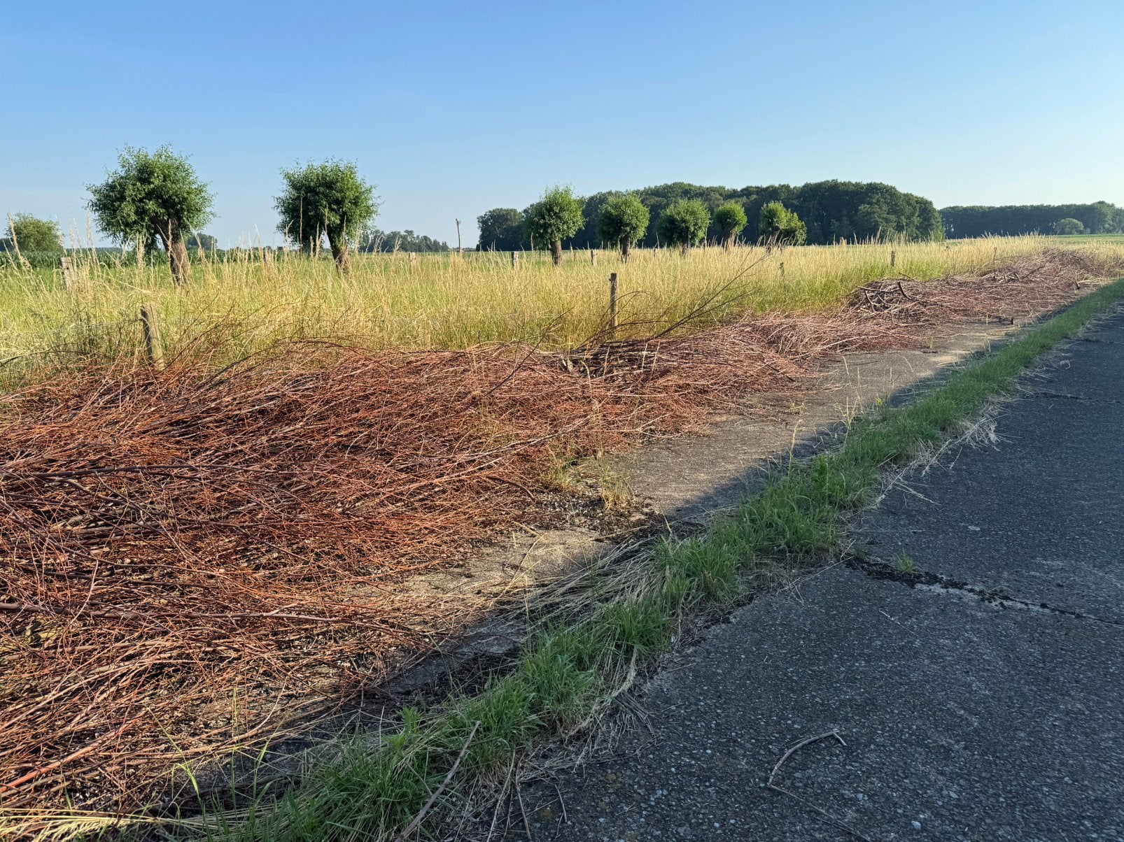 Gratis wilgentakken - snoeihout, Tuin en Terras, 6 m³ of meer, Ophalen, Overige houtsoorten, Takken