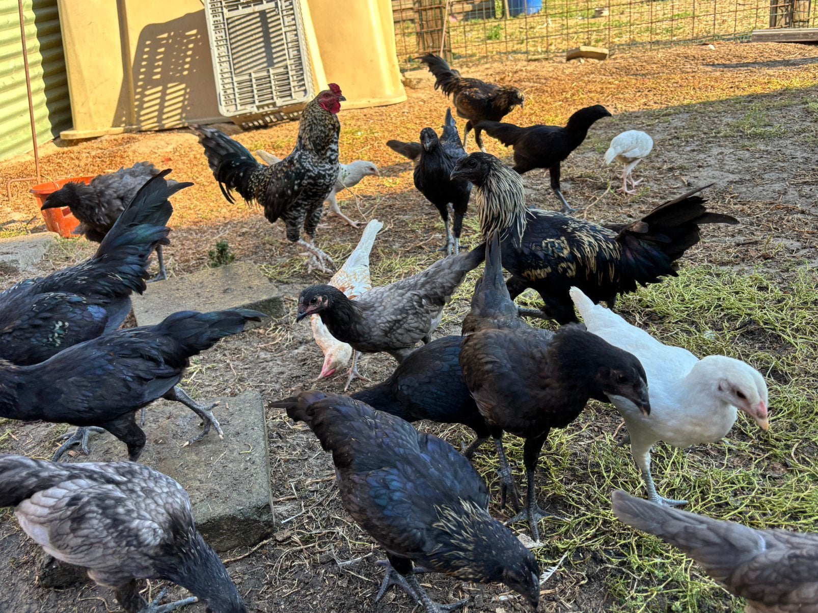 Poulets à vendre, Animaux & Accessoires, Plusieurs animaux, Poule ou poulet