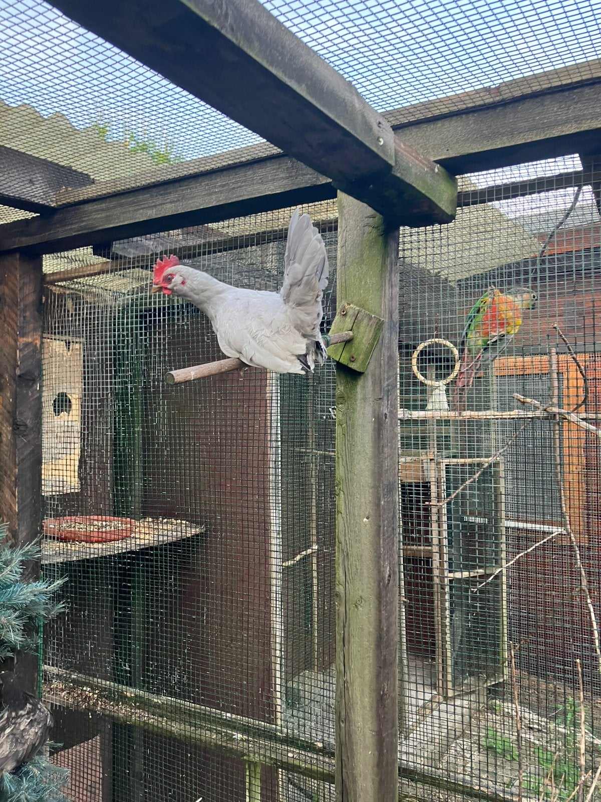 Chabo haan te koop, Mâle, Poule ou poulet