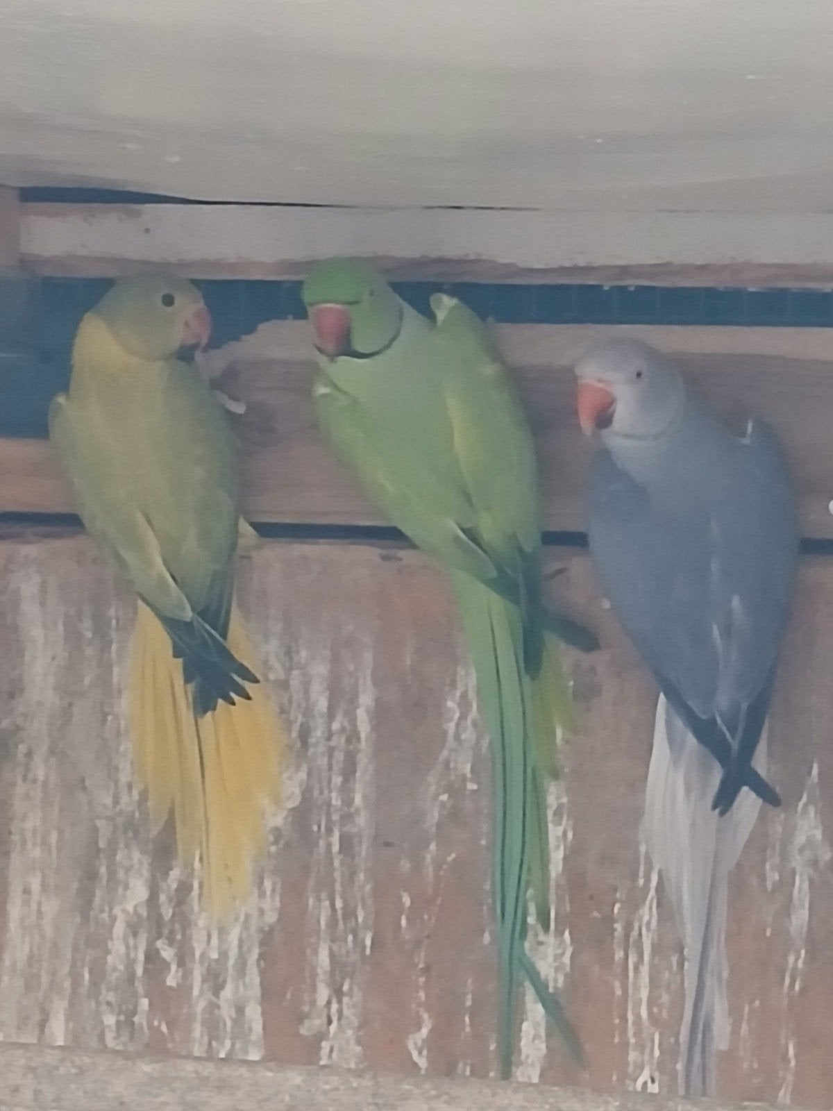 halsband / kweekkoppel, Dieren en Toebehoren, Vogels | Parkieten en Papegaaien