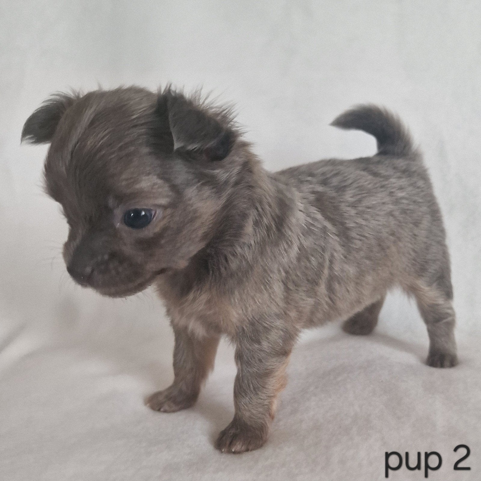 Chihuahua pups, Parvo, België, Particulier, 8 tot 15 weken