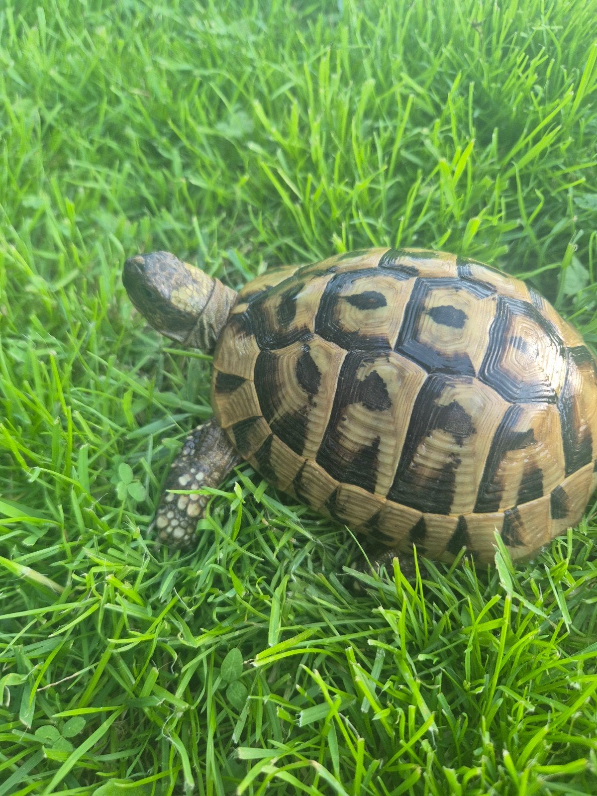 Tortue hermann boettgeri, Tortue