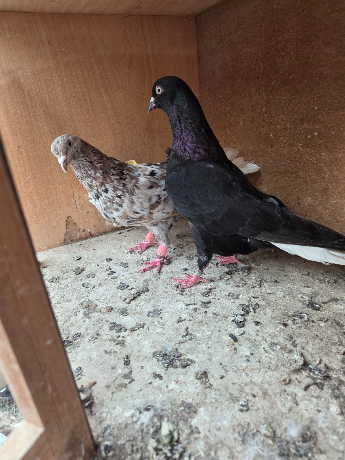 Iraanse witstaart (paw), Dieren en Toebehoren