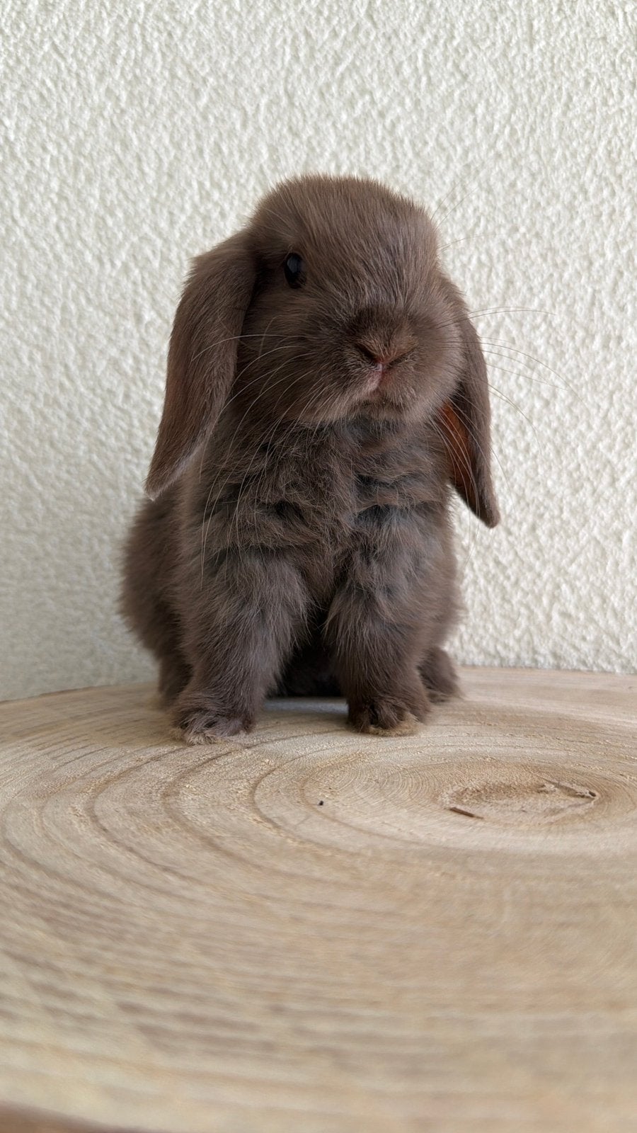 Mooie chocolade bruine minilop ram, Dieren en Toebehoren, Mannelijk, Dwerg, Hangoor, 0 tot 2 jaar