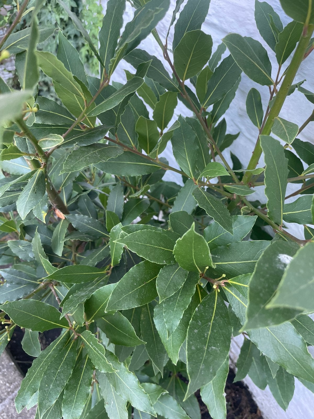 Laurierblad, Tuin en Terras, Ophalen, Overige soorten, 100 tot 250 cm