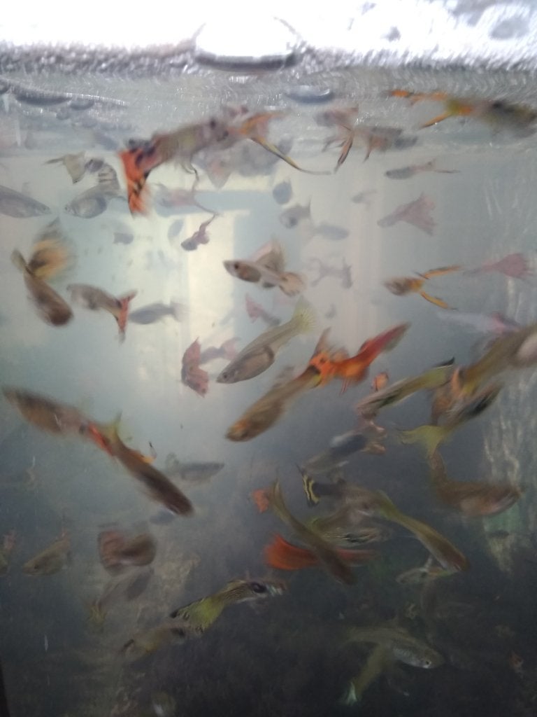 Guppy's