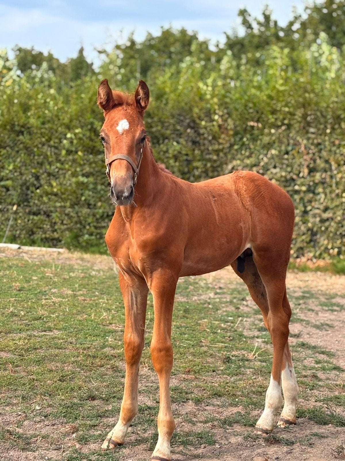 moeder en zoon, samen of apart te koop, Dieren en Toebehoren, Zadelmak, Gechipt