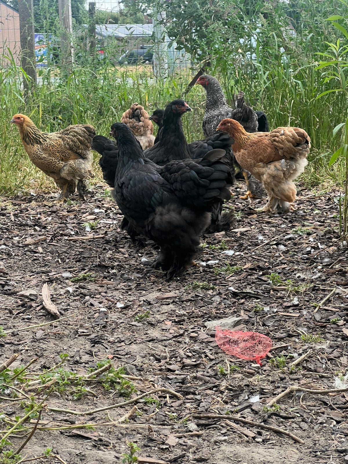 Brahma hennen, Poule ou poulet