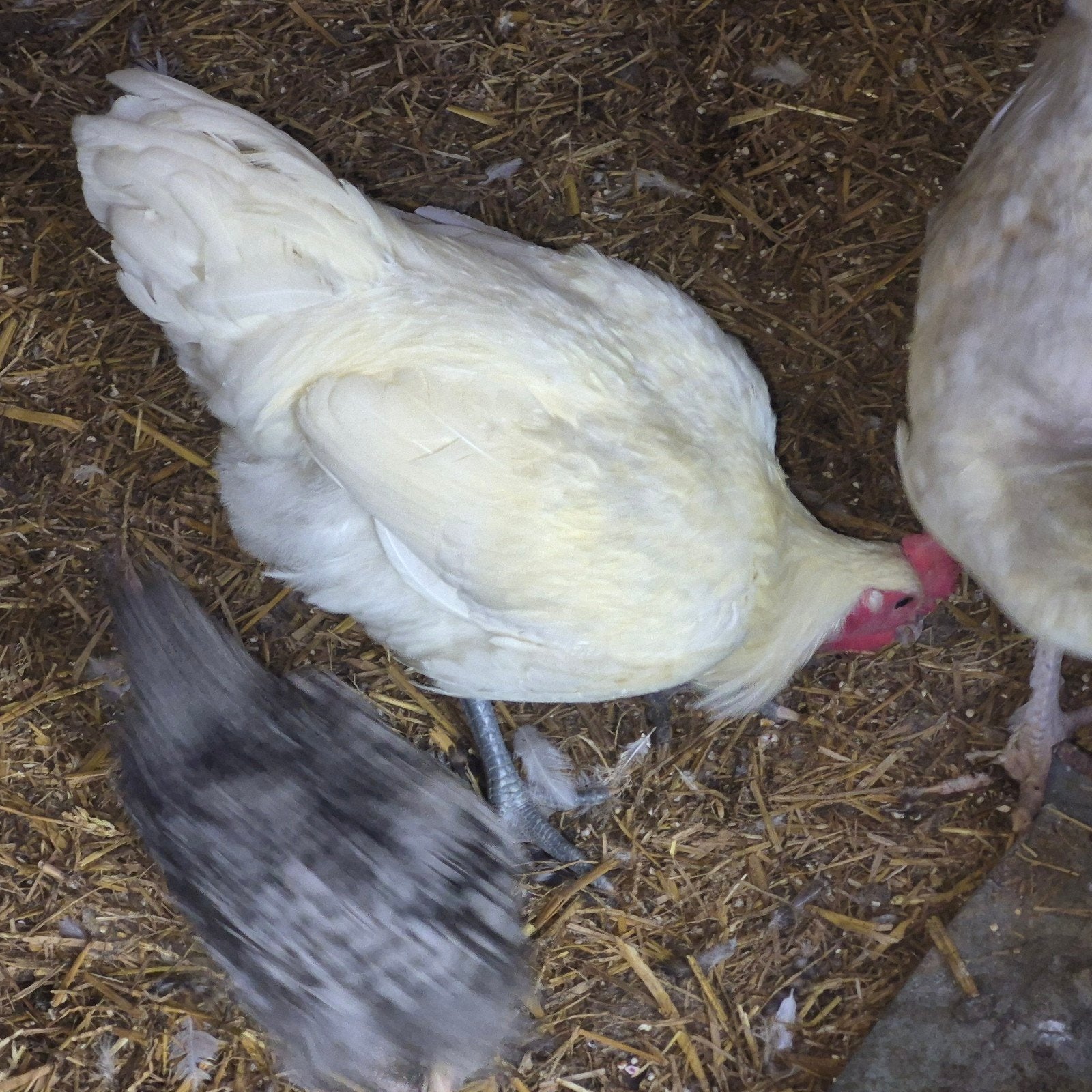 poule de bresse, Mannelijk, Kip