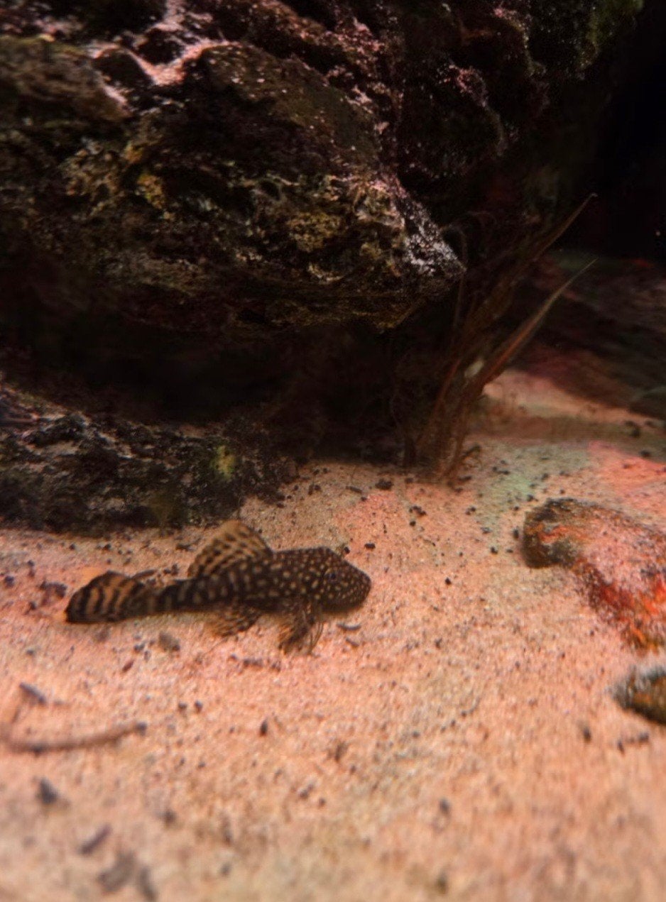 Ancistrus Algeneter, Dieren en Toebehoren, Vis, Zoetwatervis