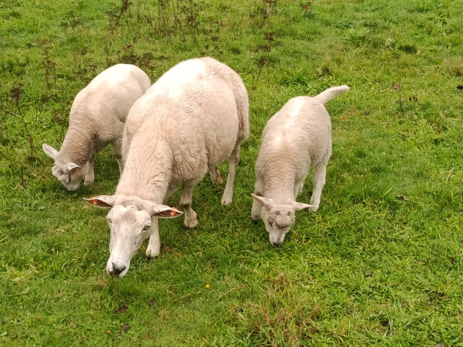ooi met twee lammeren, Dieren en Toebehoren