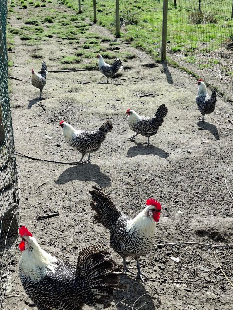 Broedeieren van goede legrassen, Dieren en Toebehoren, Pluimvee