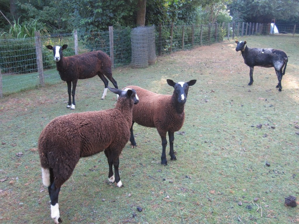 schapen lammeren zwartbles, Femelle, Mouton, 0 à 2 ans
