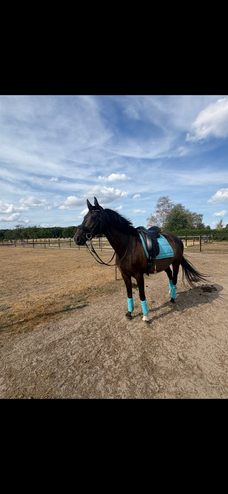 Dressuurpaard, Dieren en Toebehoren, Merrie, Met stamboom, M, Dressuurpaard