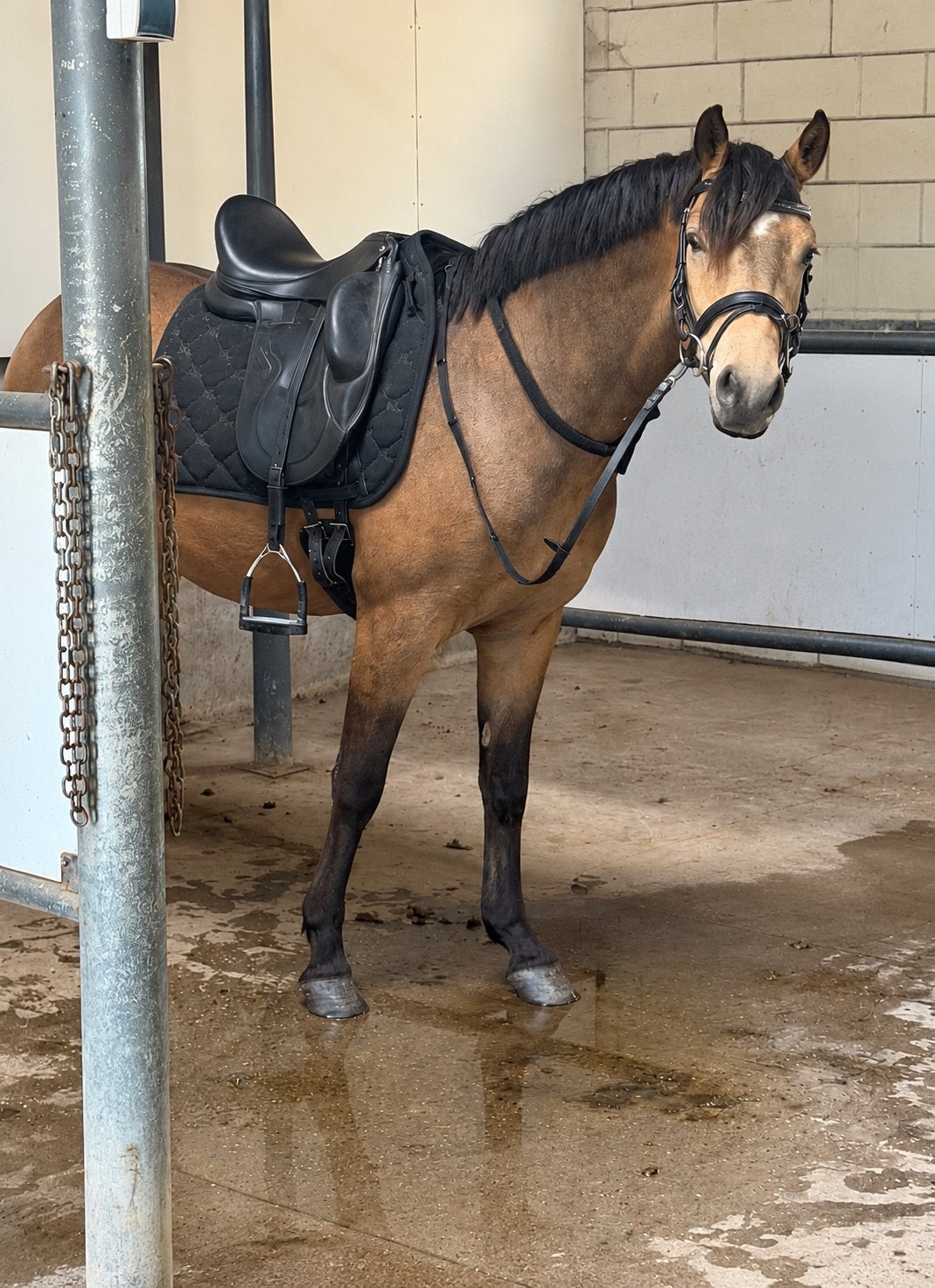 FEI prospect | valk pony | Du Bois |, Hongre, Débourré