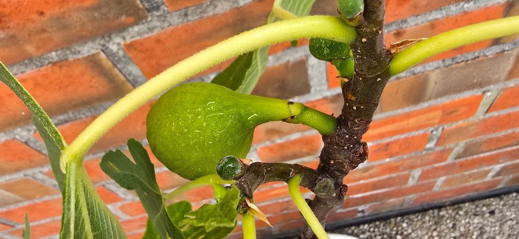 Vijgenboom 'BROWN TURKEY' vijgen boom Ficus Carica 1v5, Ophalen, Minder dan 100 cm, Lente, Volle zon