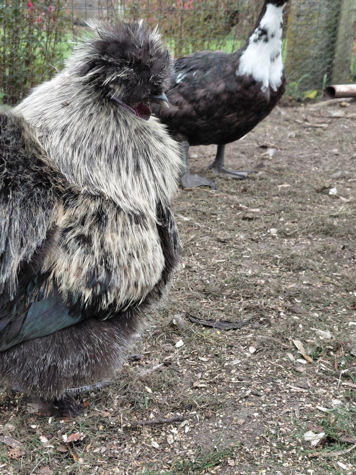 zijdehoender, Dieren en Toebehoren