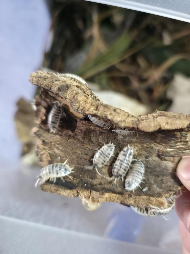 Pissebedden Porcellio laevis (ideaal voor terrarium), Dieren en Toebehoren, Overige soorten