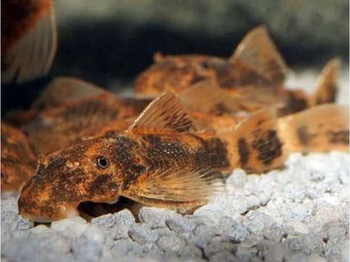 LDA16 kort vin (met longfin genen), Poisson, Poisson d'eau douce