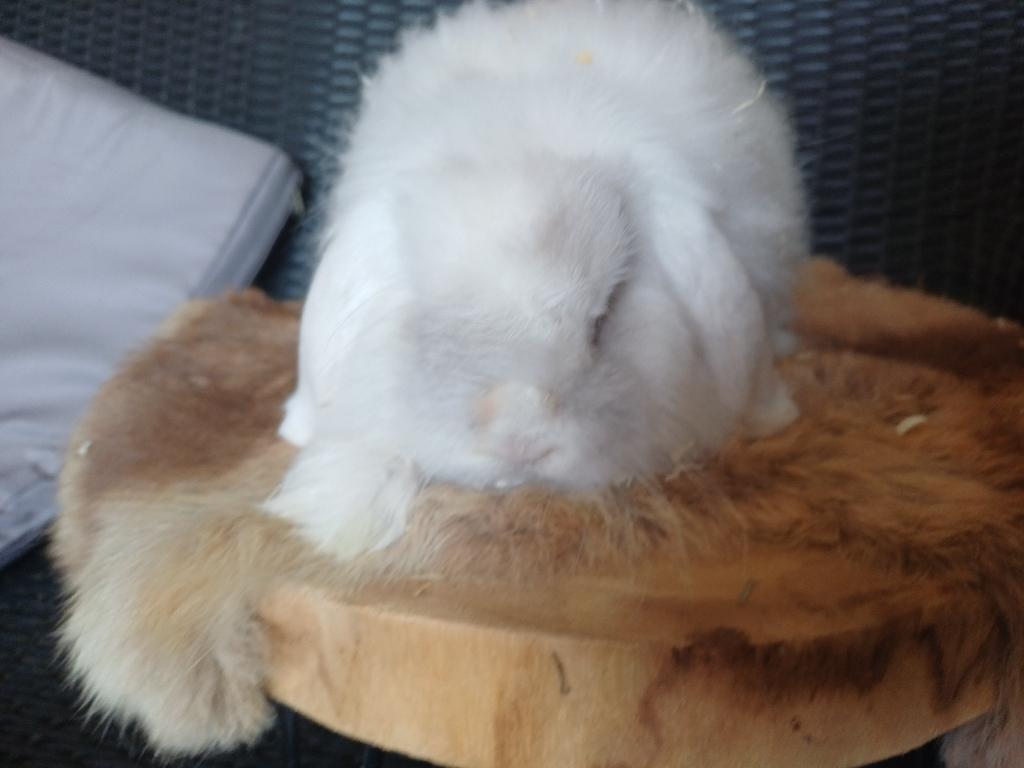 Witte blauwoog voedster, Vrouwelijk, Dwerg, Hangoor, 0 tot 2 jaar