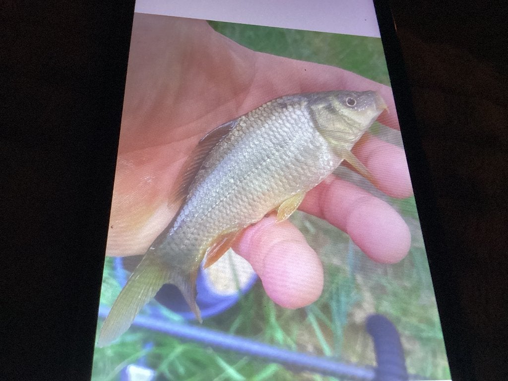 Karpertjes, Karper of Koi