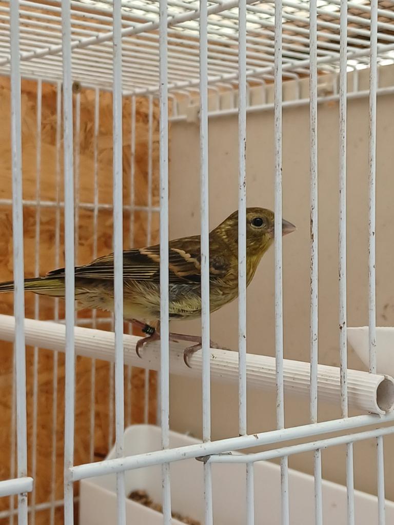 Kruising Kanarie pop-Baardsijs man, Dieren en Toebehoren, Vogels | Kanaries