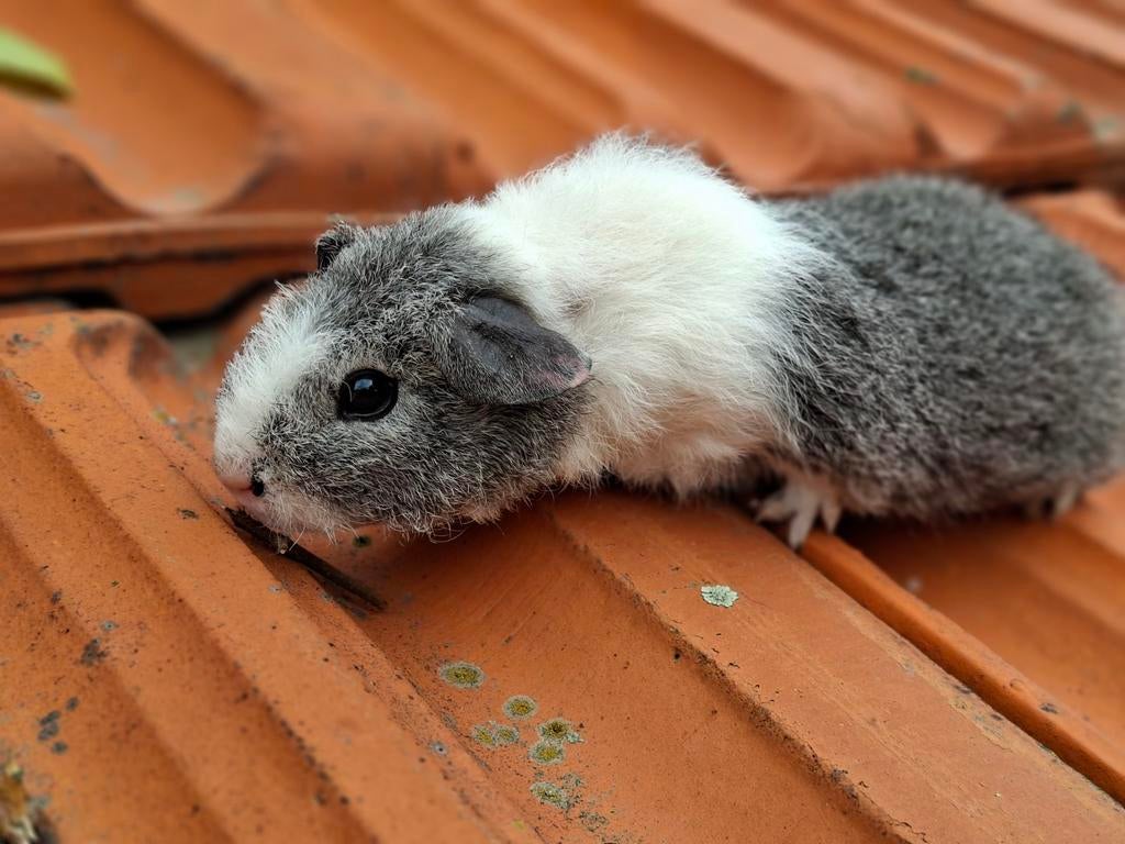 Rex caviabeer, Dieren en Toebehoren, Knaagdieren, April, Mannelijk, Cavia