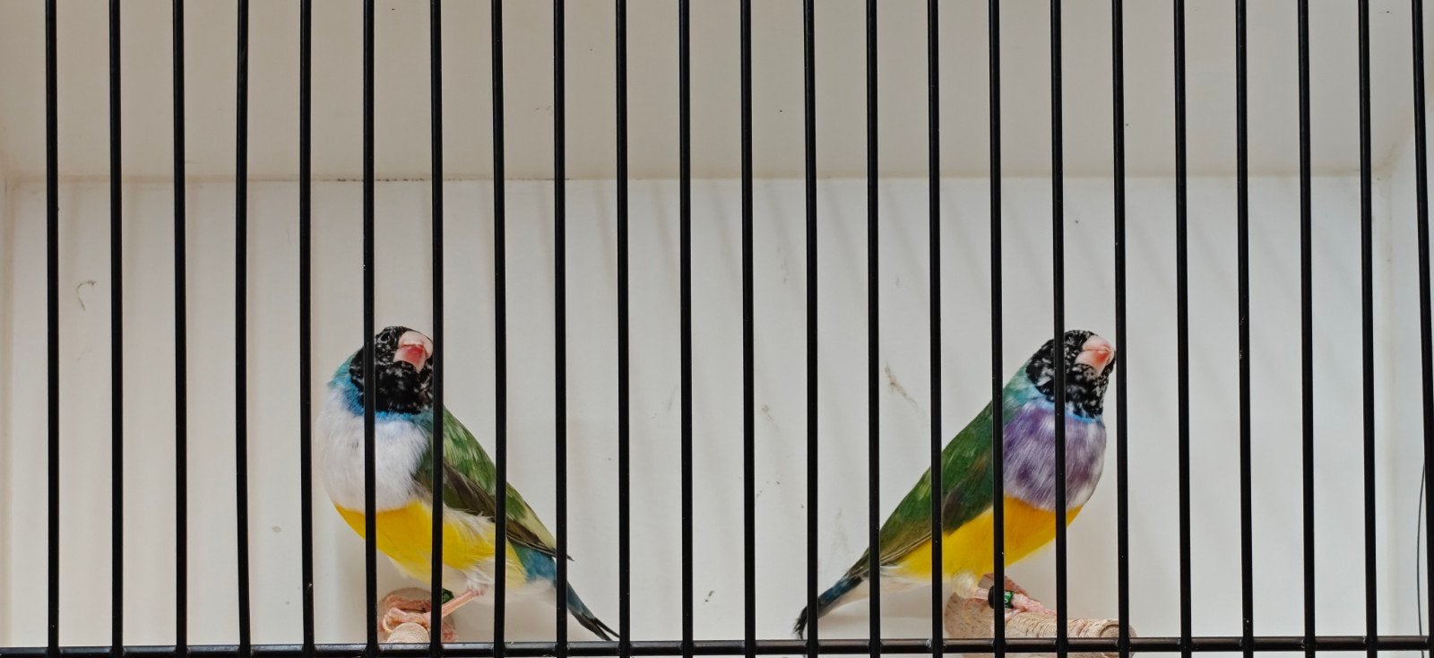 bonte goulds gouldamandines, Dieren en Toebehoren