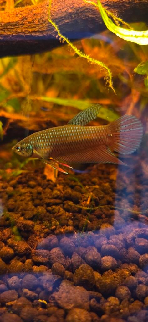 betta smaragdina sauvage, Poisson, Poisson d'eau douce