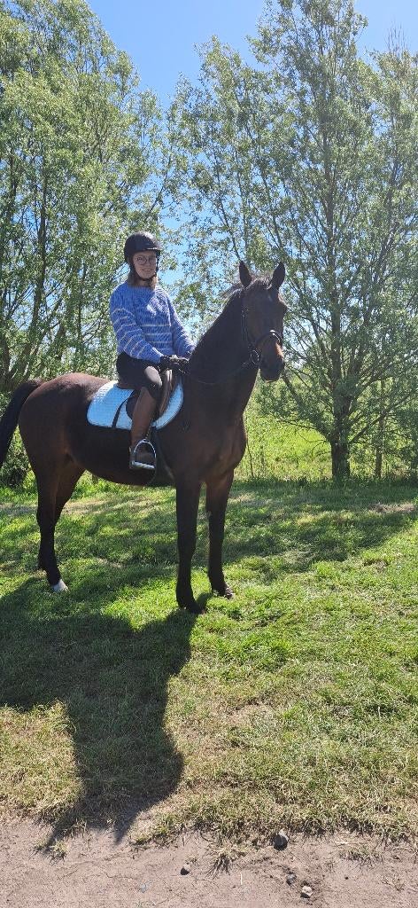Wandel/recreatie merie, Dieren en Toebehoren, Pony's, 11 jaar of ouder, Recreatiepony, D pony (1.37m tot 1.48m), Merrie