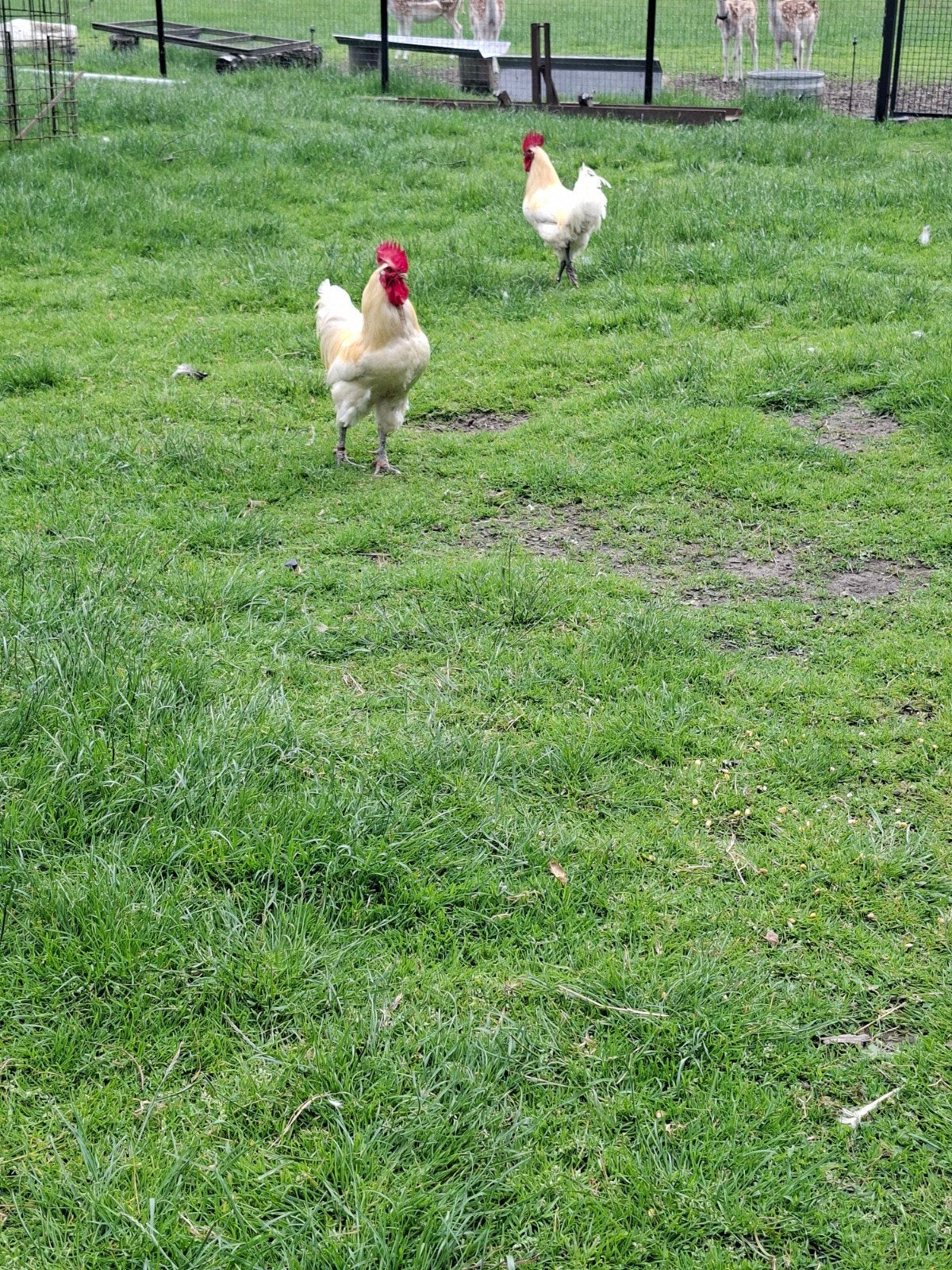 Bresse kip 2 haanen, Dieren en Toebehoren, Kip