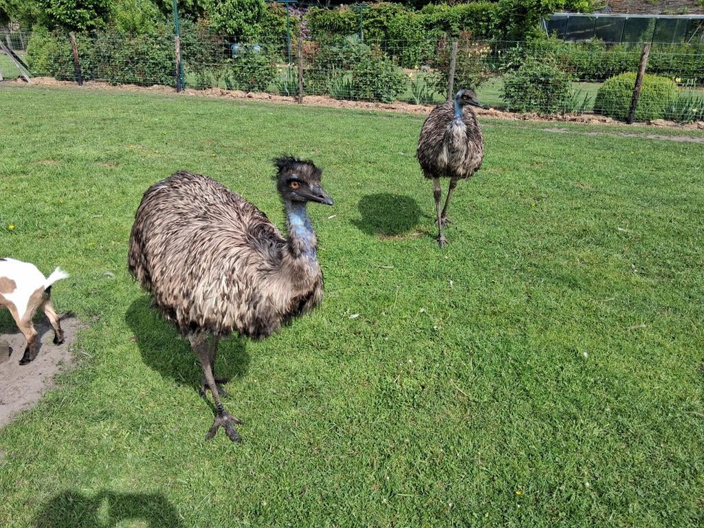 Emoe, Animaux & Accessoires, Animaux Autre, Mai, Plusieurs animaux