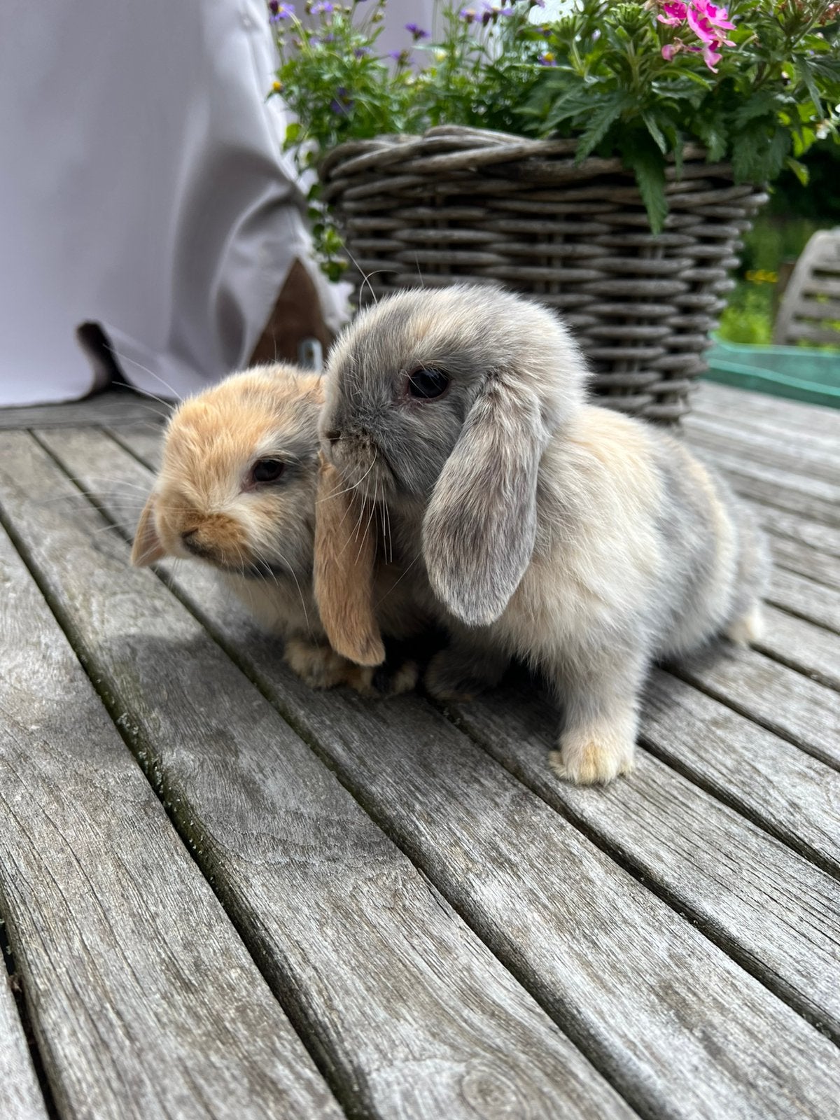 Nederlandse dwerghangoor, Dieren en Toebehoren, Konijnen