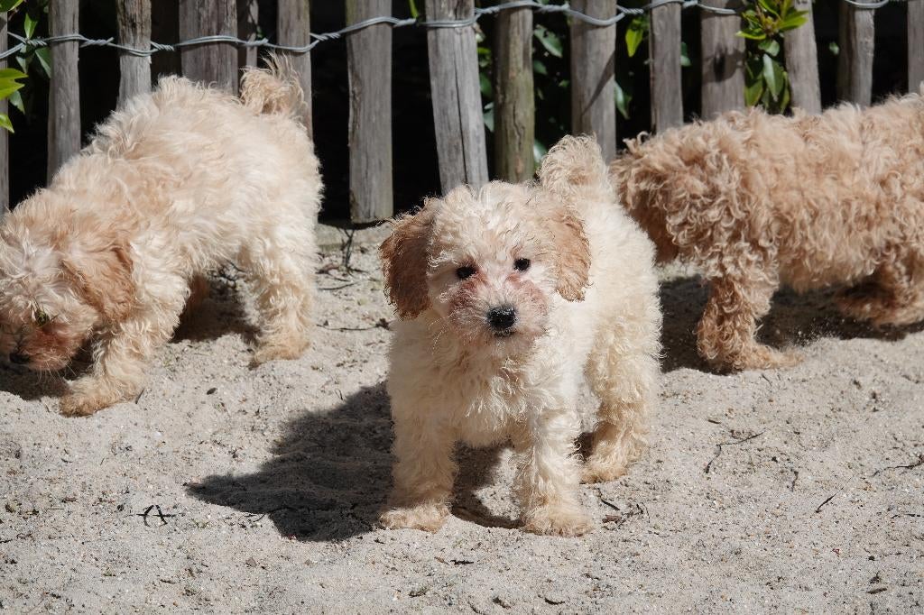 Dwergpoedel pups, Dieren en Toebehoren, Poedel, Parvo, België, 8 tot 15 weken