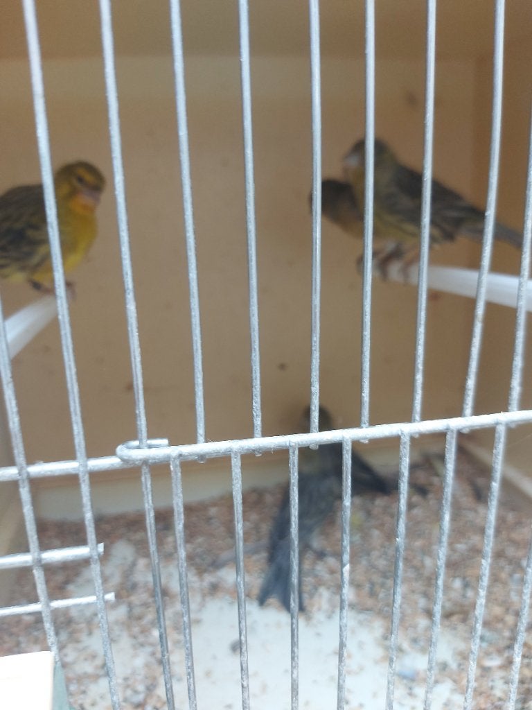 Fancy five kanaries, Plusieurs animaux, Canari de posture