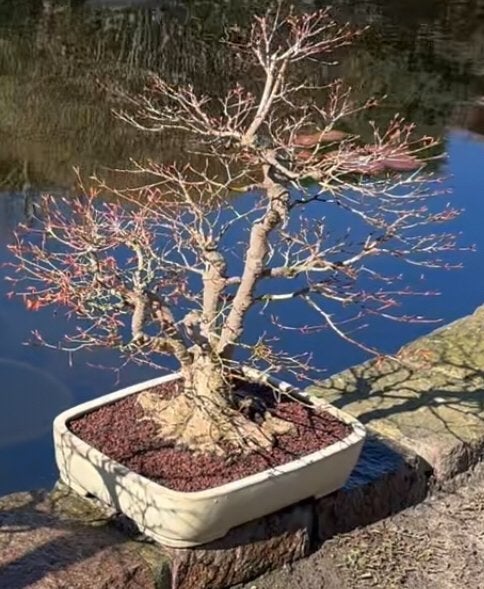 Acer Palmatum Bonsai, Tuin en Terras, Planten | Bomen, Ophalen