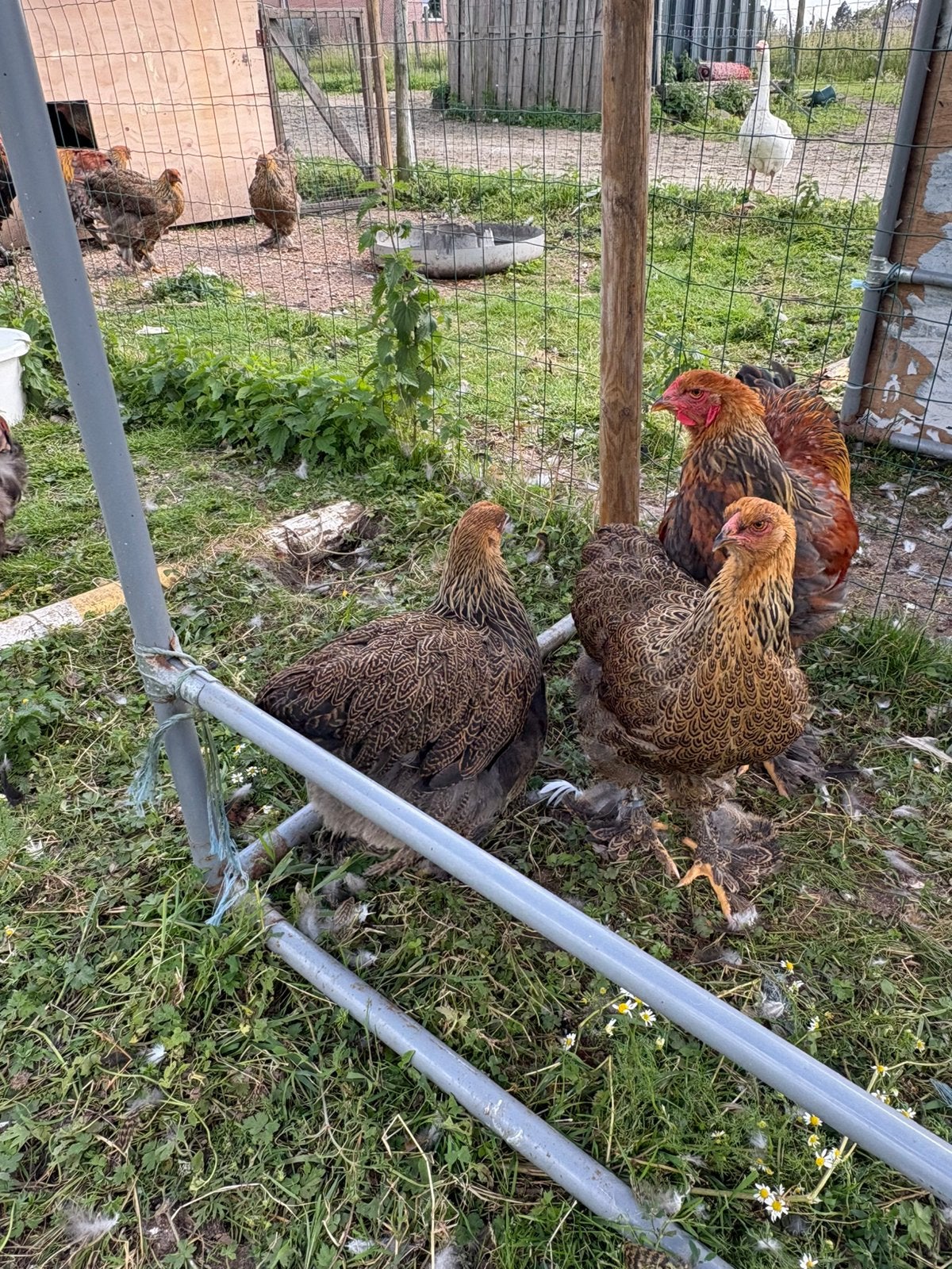 Brahma hennen, Femelle, Poule ou poulet