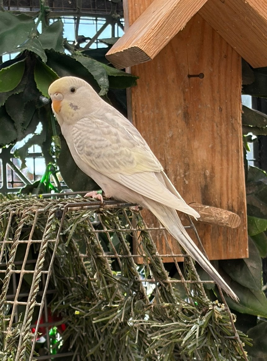 Jonge grasparkiet, Dieren en Toebehoren, Vogels | Overige Vogels, Vrouwelijk, Geringd