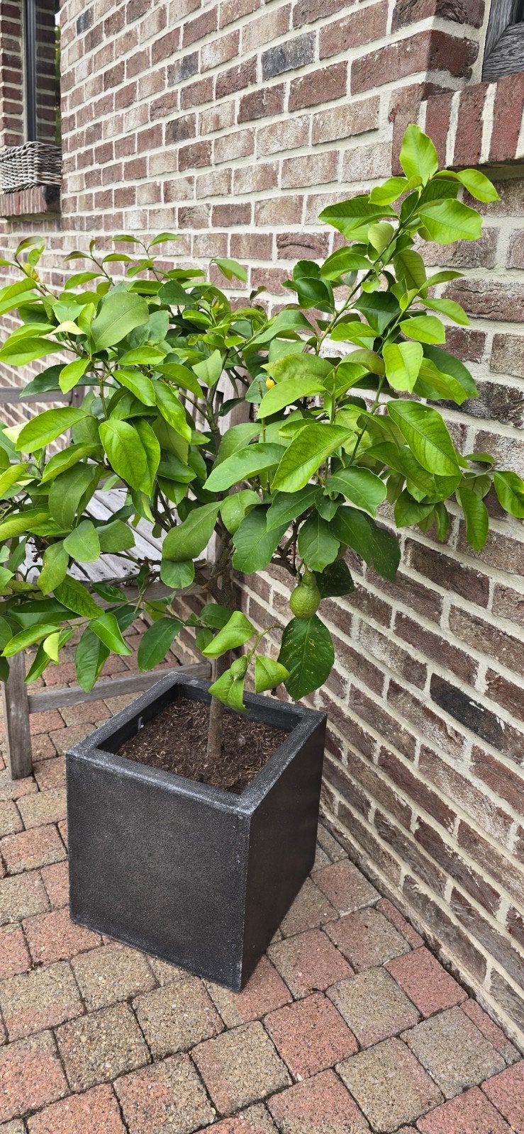 Te Koop, Ophalen, In pot