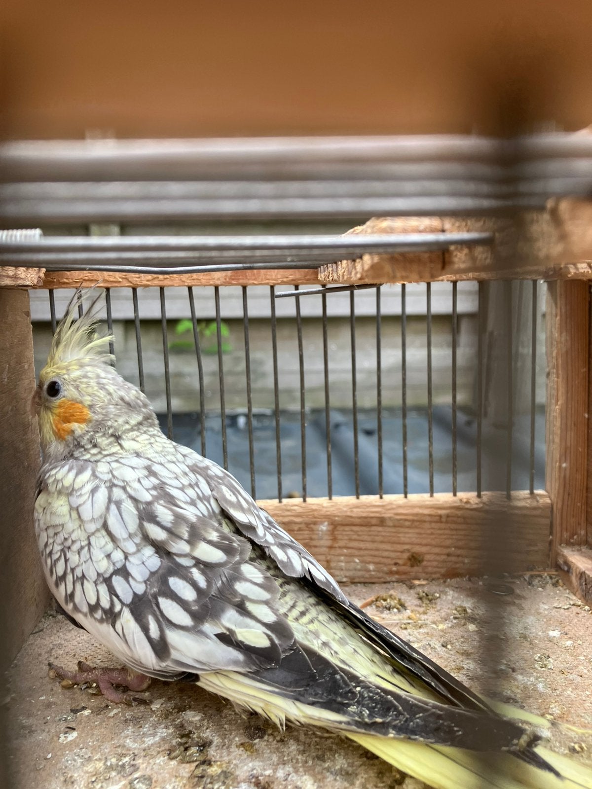 VALKPARKIETJES PAS UITGEVLOGEN OM TAM TE MAKEN, Animaux & Accessoires, Oiseaux | Perruches & Perroquets, Perruche, Plusieurs animaux
