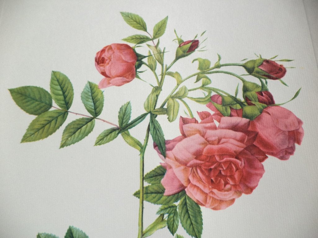 7 rozen kleurgravures roos rose rosa Pierre-Joseph REDOUTE, Antiquités & Art, Enlèvement ou Envoi
