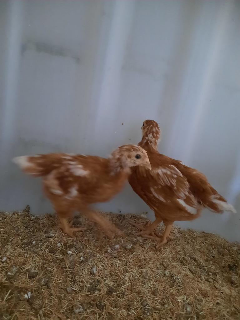2 bruine legkip kuikens, Femelle, Poule ou poulet