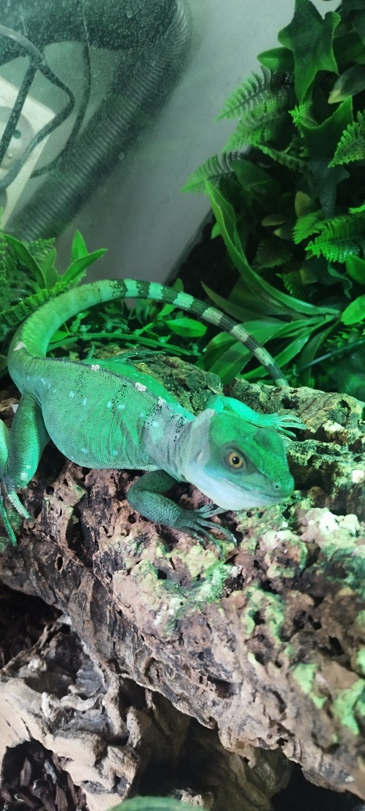 mooi vrouwtje basilisk +terra, Amfibie, Met terrarium, 0 tot 2 jaar