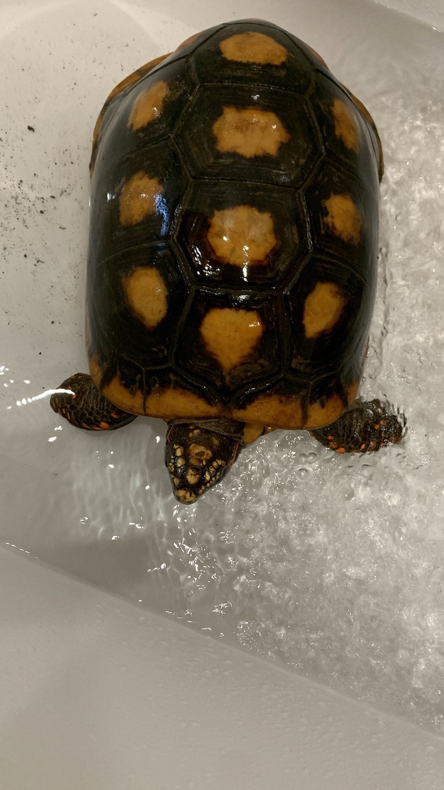 Koppel kolenbranders, Dieren en Toebehoren, Schildpad