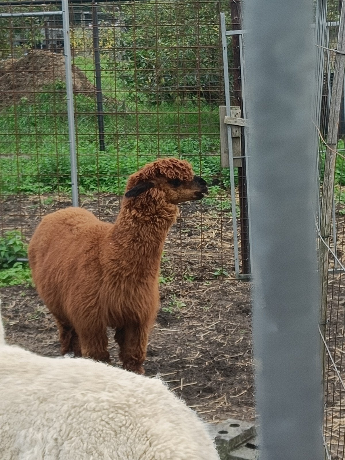bruine alpaca hengst, April, Mannelijk