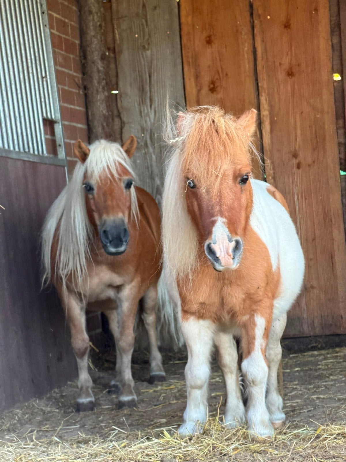 Goed huisje gezocht voor mijn lieve pony's, Hongre